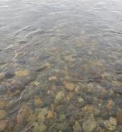 ̗lq