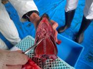 サケ回帰親魚効果調査のための耳石採取 